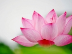 PINK LOTUS BEAUTY