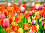TULIPS SPRING