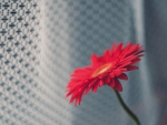 Gerbera