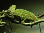 exotic chameleon