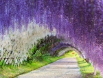 Wisteria Tunnel