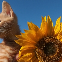 Ginger kitten