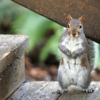 Squirrel Standing Up