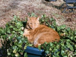 Cat in the Ivy