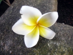 Plumeria