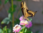 Swallowtail visit