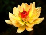 End of summer dahlia