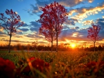 Autumn Sunset