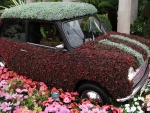 Cars covered by flowers