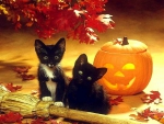 ..Halloween Kittens..