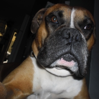 Boxer Selfie
