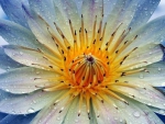 Dewdrop Lotus