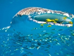 WHALE SHARK AT THE HUNTING