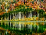 Autumn Forest