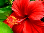 RED HIBISCUS ~ EMBLEM of NATIONAL PRIDE