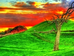 ROUGH TREE on GREEN FIELD and FIRE SKY