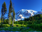 Mount Rainier National Park