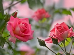 Pink Roses