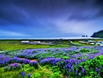 LUPIN FIELDS