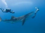 WHALE SHARK FRONT OF DIVER