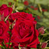 * Lovely roses *