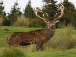 big red stag