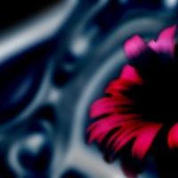 flower, red ,black, purple 
