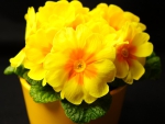 Beautiful Primrose