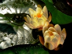 Yellow Water Lilies