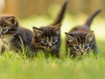 cute kittens in the garden