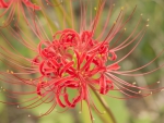 Red Spider Lily