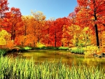 POND in AUTUMN with RED FOREST LEAVES