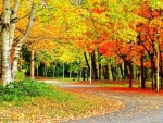 AUTUMN ROADS with ORANGE LEAVES