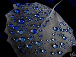 Blue Rain Drops