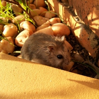 Chinese Hamster (Female)