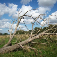 Natural Sculpture. Why?