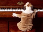 musical dog