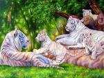 Family's White Tigers