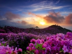 Sunrise with the royal azalea in South Korea