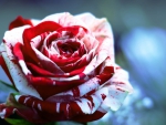 Beautiful Rose
