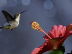Hummingbird and Hibiscus flower