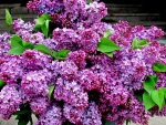 Lilac Bloom