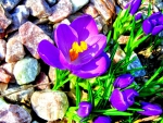PRETTY PURPLE CROCUS