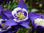 Blue Columbine
