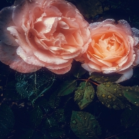 * Wet roses *