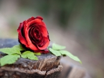 Single Red Rose