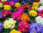 Colorful Primroses