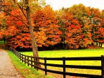 AUTUMN TREES in COURTYARD