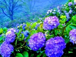BEAUTIFUL HYDRANGEA