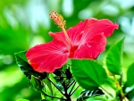 DEEP PINK HIBISCUS